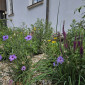 Blumen vor der Kirche